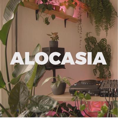 0.alocasia-tv