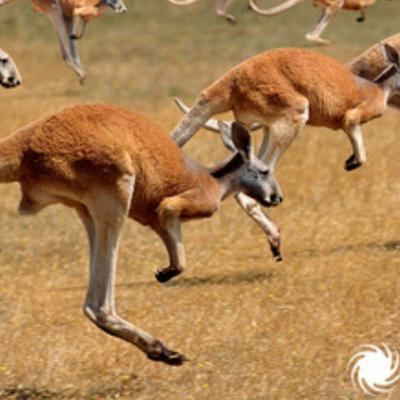 0.down-under-australia-nz-soundscape